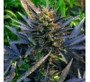 Смак Зірок (Auto.Reg.) 1 шт. / Gushers × Stardog 2026